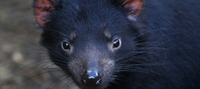 i-diavoli-della-tasmania-tornano-in-australia
