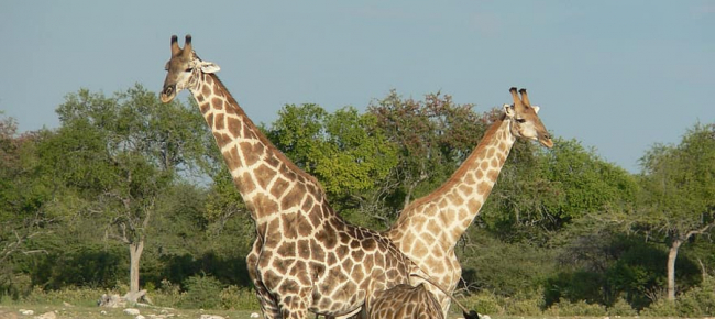 allo-zoo-di-zurigo-son-tornate-le-giraffe