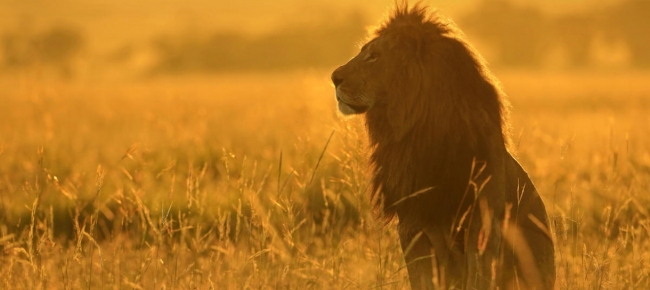 il-re-della-savana