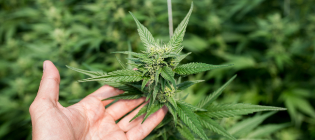 quaranta-chili-di-marijuana-e-260-piantine-arrestati