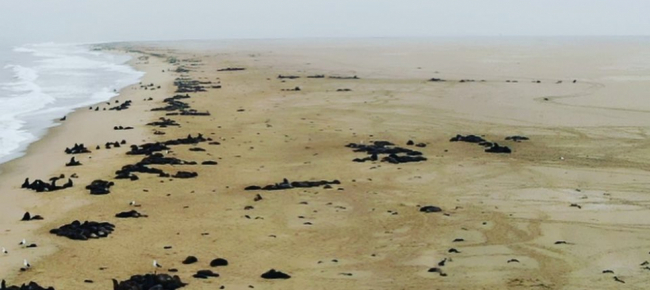 in-namibia-12mila-cuccioli-di-foca-morti-sulle-spiagge