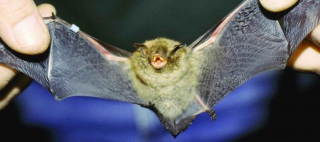 covid-perche-i-pipistrelli-trasmettono-ma-non-si-ammalano