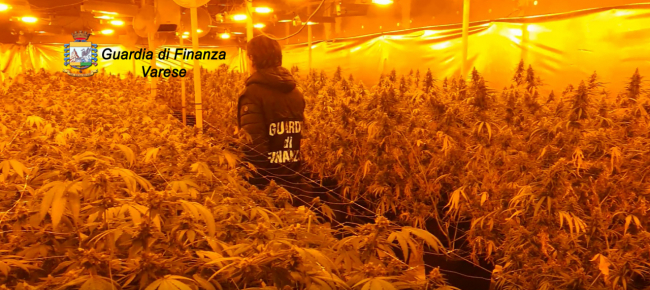 varese-scoperte-due-serre-con-oltre-1-700-piante-di-marijuana