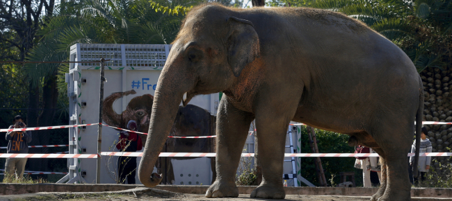 cher-esulta-l-elefante-piu-solo-al-mondo-trasloca