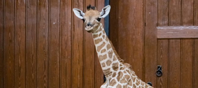 allo-zoo-di-basilea-e-nata-una-giraffa