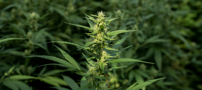 marijuana-per-aziende-farmaceutiche-sequestrata-alla-dogana