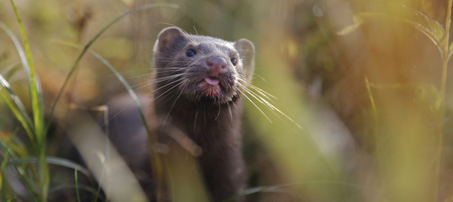Nello Utah Positivo Visone Primo Caso In Animale Selvatico Laregione