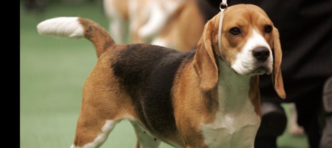 monteolimpino-cane-a-passeggio-muore-fulminato