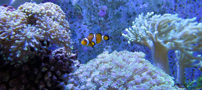 australia-coralli-fecondati-in-vitro-animano-la-barriera