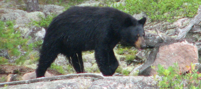 arosa-benvenuta-jambolina-ex-orsa-da-circo