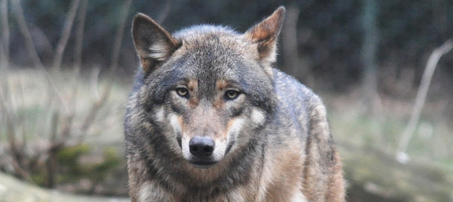 In Valle Vigezzo Sembrerebbe Tornato Il Lupo Laregione