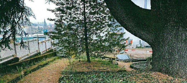 la-vita-del-cedro-secolare-di-mendrisio-e-salva