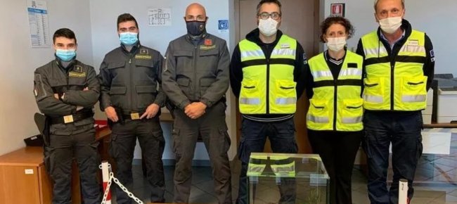 in-dogana-dichiara-il-pitone-ma-nasconde-il-ragno-nero