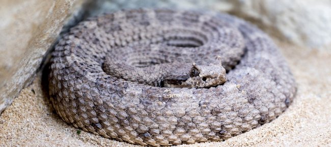 repubblica-ceca-serpente-a-sonagli-morde-bimba-in-giardino