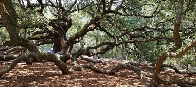 serbatoio-scadente-sindaco-messicano-legato-a-un-albero