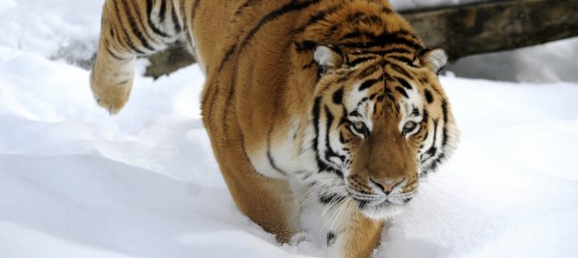 nepal-avvistata-tigre-a-oltre-3-000-metri-mai-cosi-in-alto