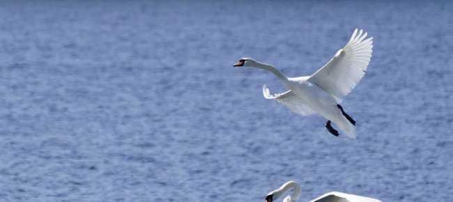 Influenza aviaria: a rischio la sopravvivenza del cigno nero