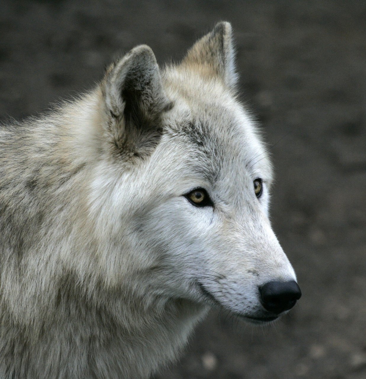 Berna Lupa Da Abbattere Ha Ucciso 36 Animali Da Reddito Laregione