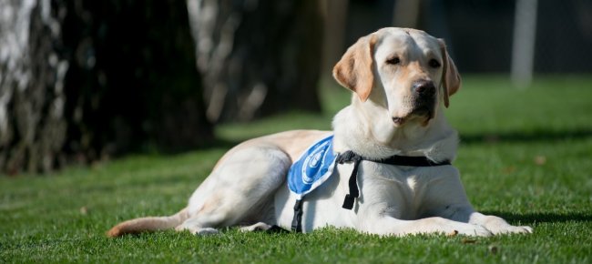 formazione-teorica-e-gratuita-per-i-detentori-di-cani