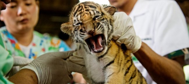 animali-da-compagnia