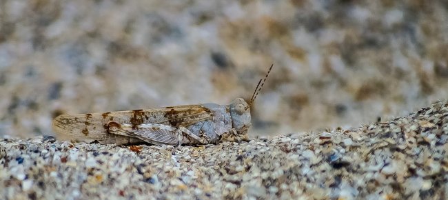 scienziato-cinese-svela-il-perche-degli-sciami-di-locuste