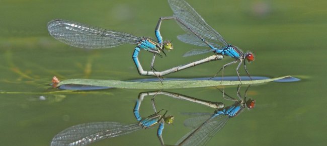 libellule-da-proteggere-c-e-una-guida-di-campo