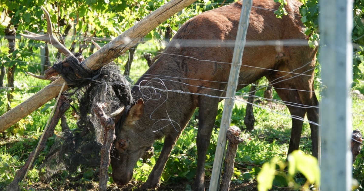 Gentilino, liberato dalle reti un giovane cervo di 150 kg laRegione.ch