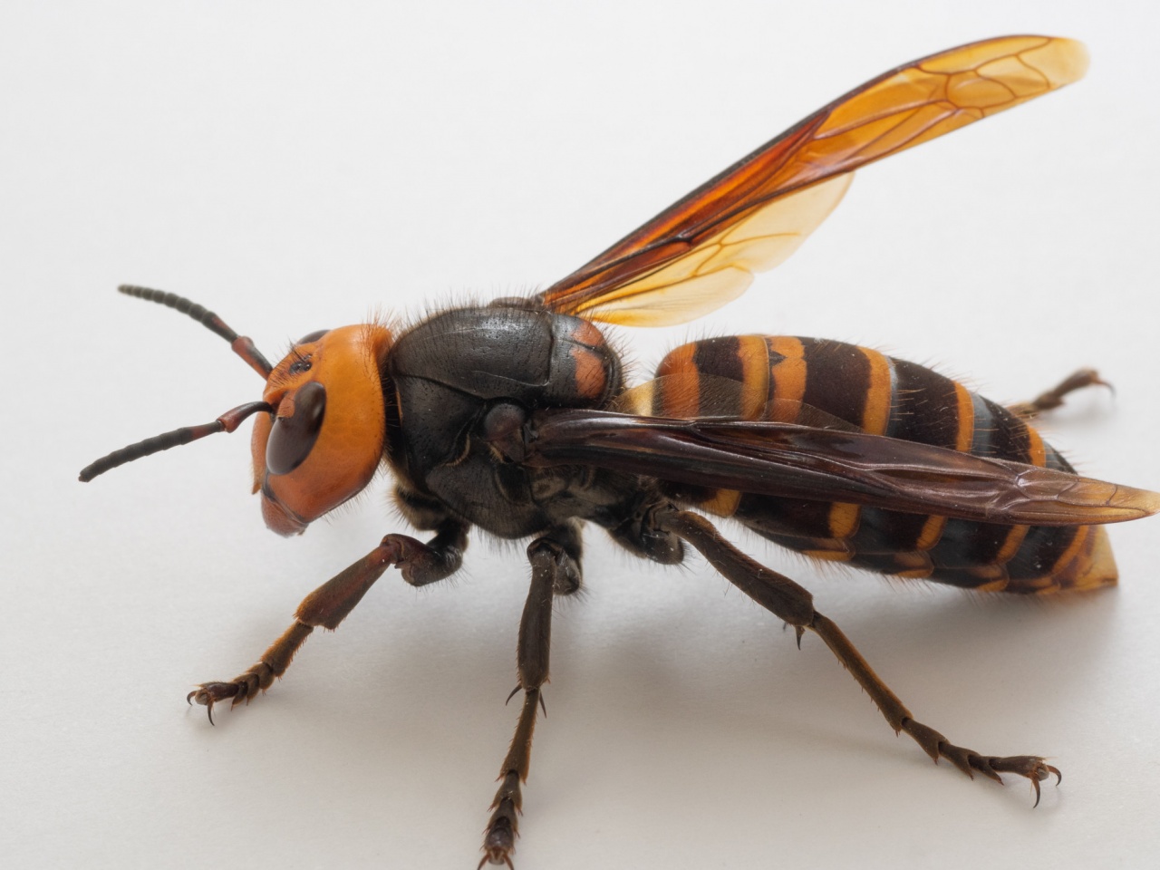 Il calabrone asiatico si sta diffondendo in Svizzera | laRegione.ch
