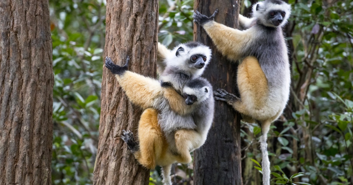 Proteggendo i lemuri | laRegione.ch