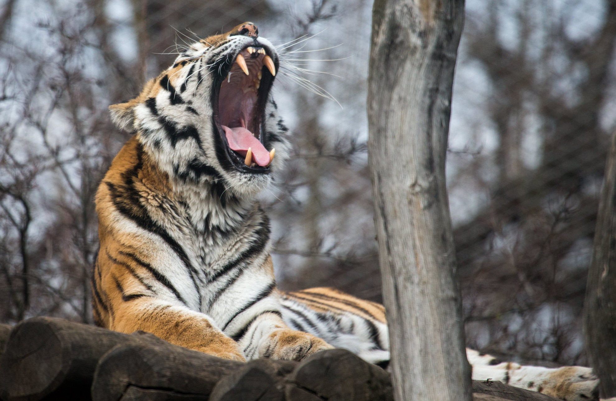 Putin a caccia della tigre