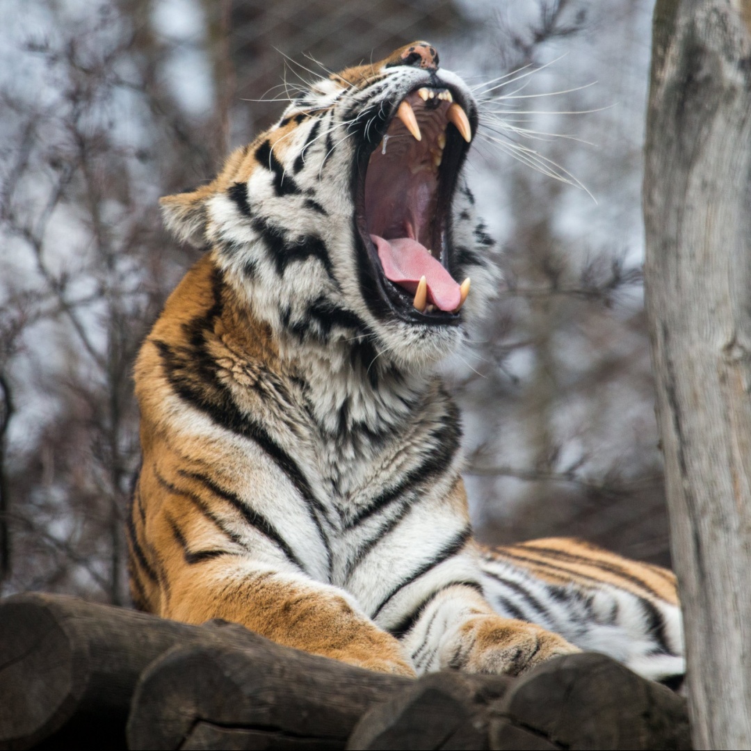 Putin a caccia della tigre