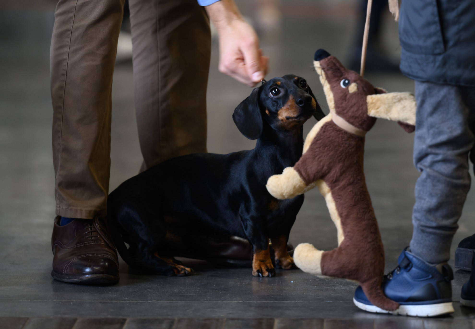 Cacche di cani. Denunciati tutti i sindaci della Penisola Sorrentina, ma  cosa si può fare? Dal DNA all'App di Parigi all'aumento di tasse -  Positanonews