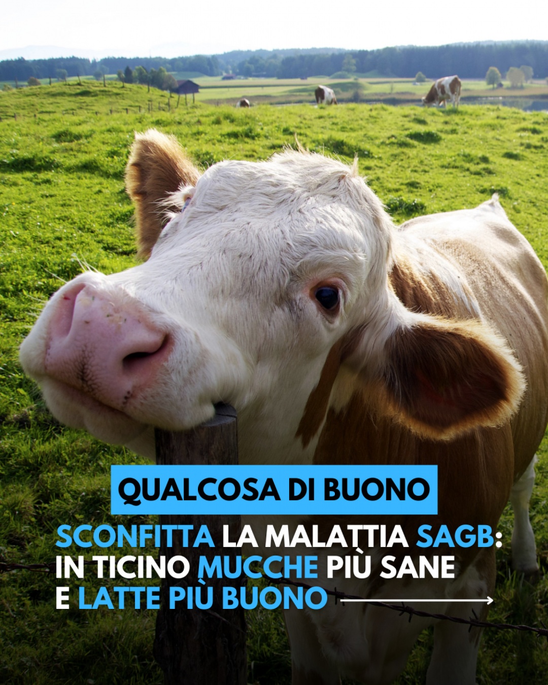 Anteprima gallery