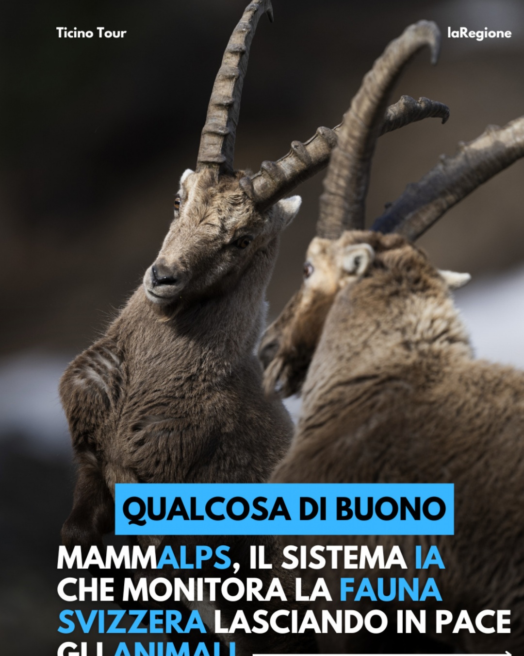 Anteprima gallery