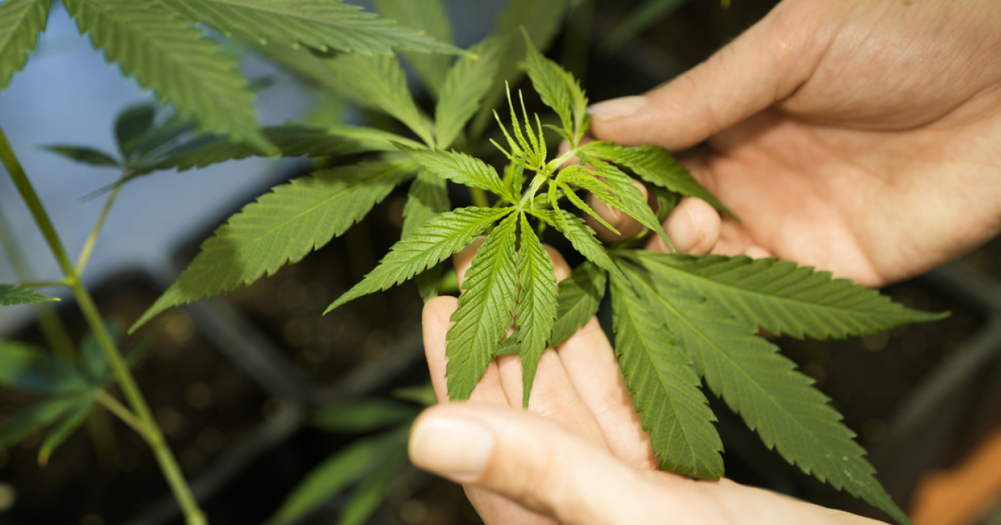 Sì del Bundestag alla liberalizzazione della cannabis