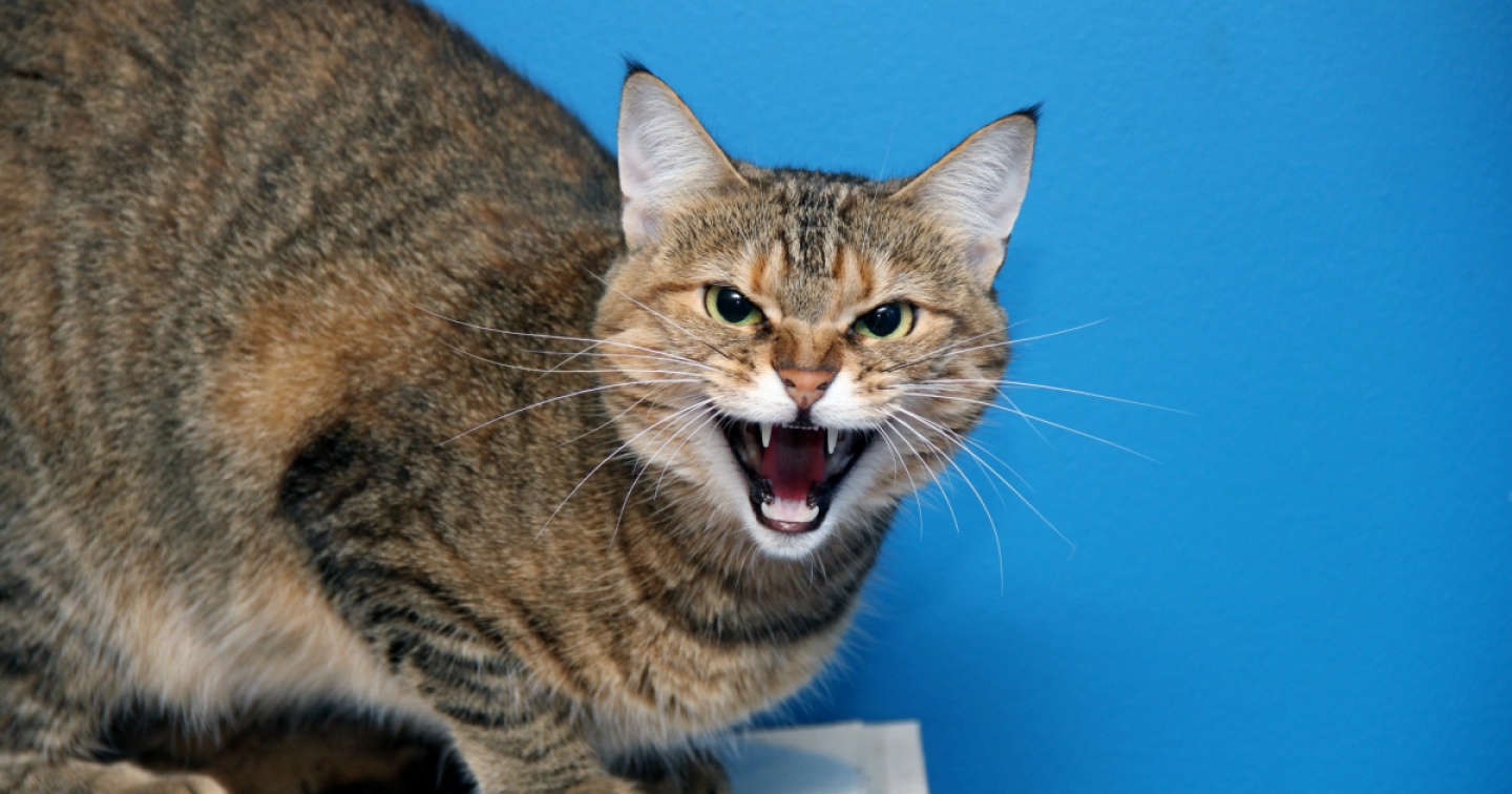 Scoperta rete globale di video di torture su gatti | laRegione.ch