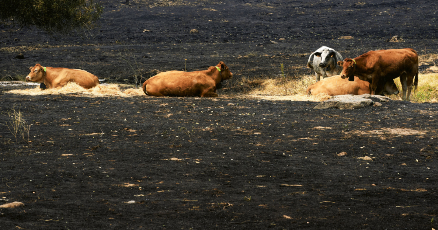  Il fuoco assedia Bordeaux, scattano le mascherine e il rischio evacuazione
