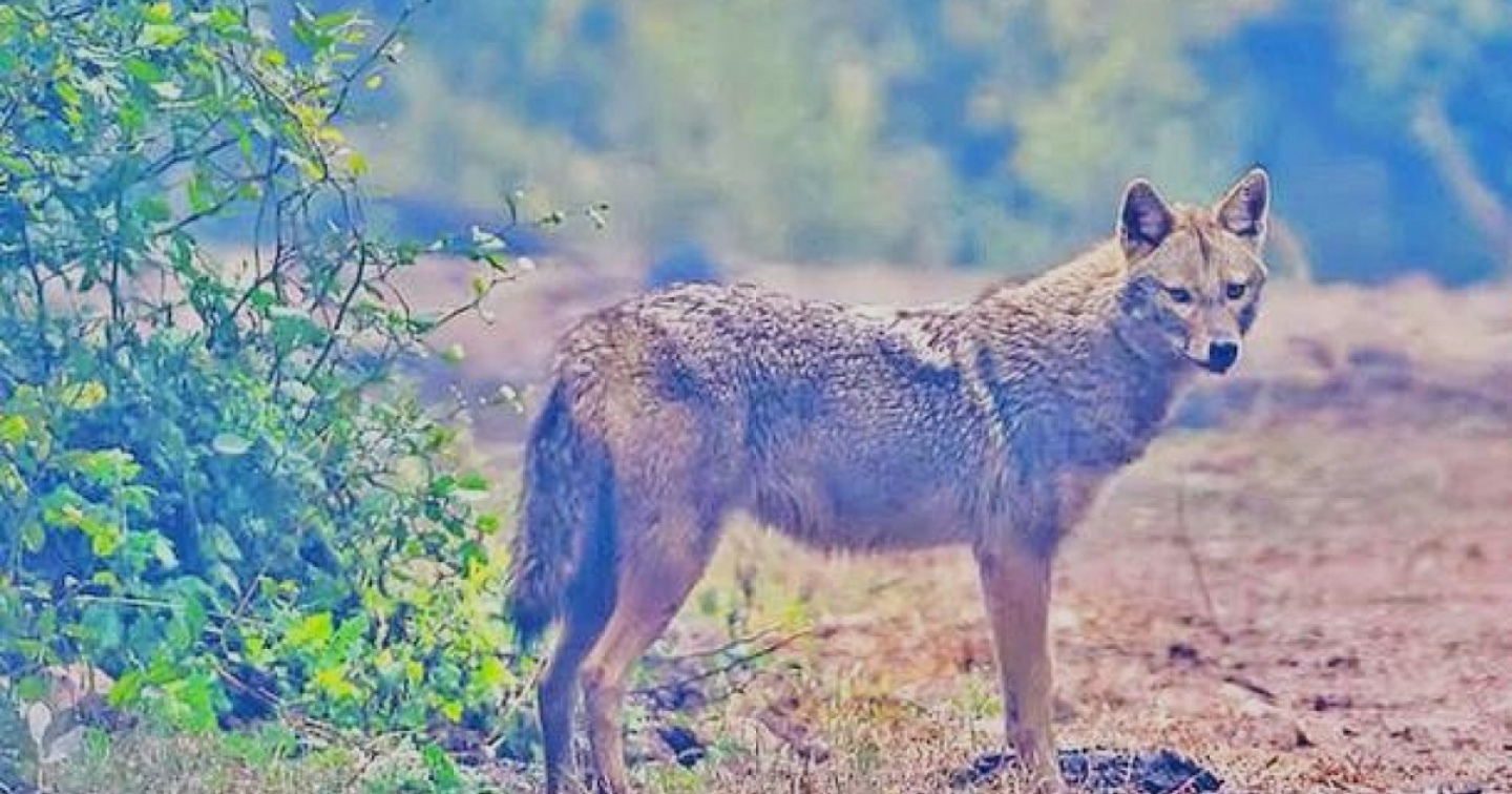 Nel Parco della Valle del Ticino spunta uno sciacallo dorato