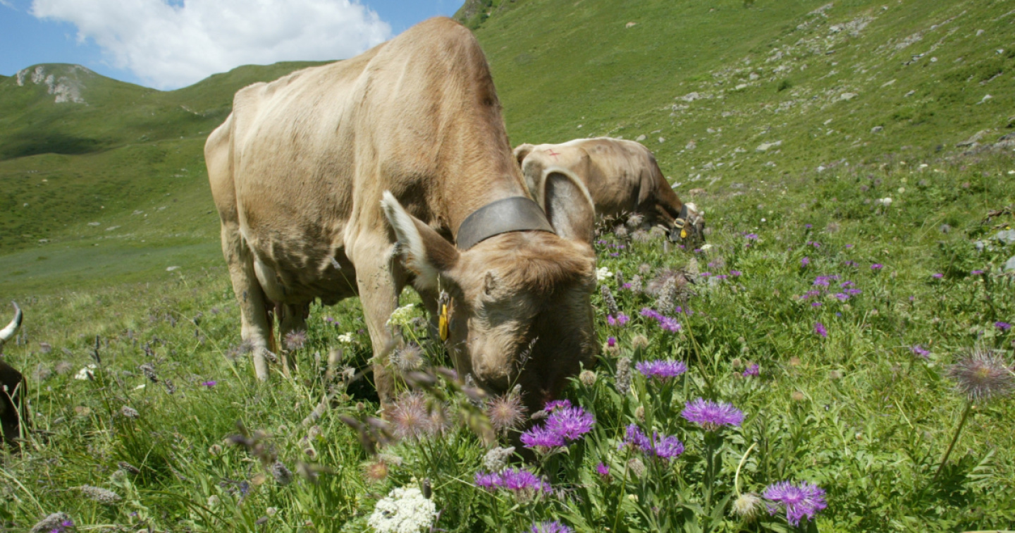 Dal Cantone oltre 700'000 franchi per rinnovare strutture agricole