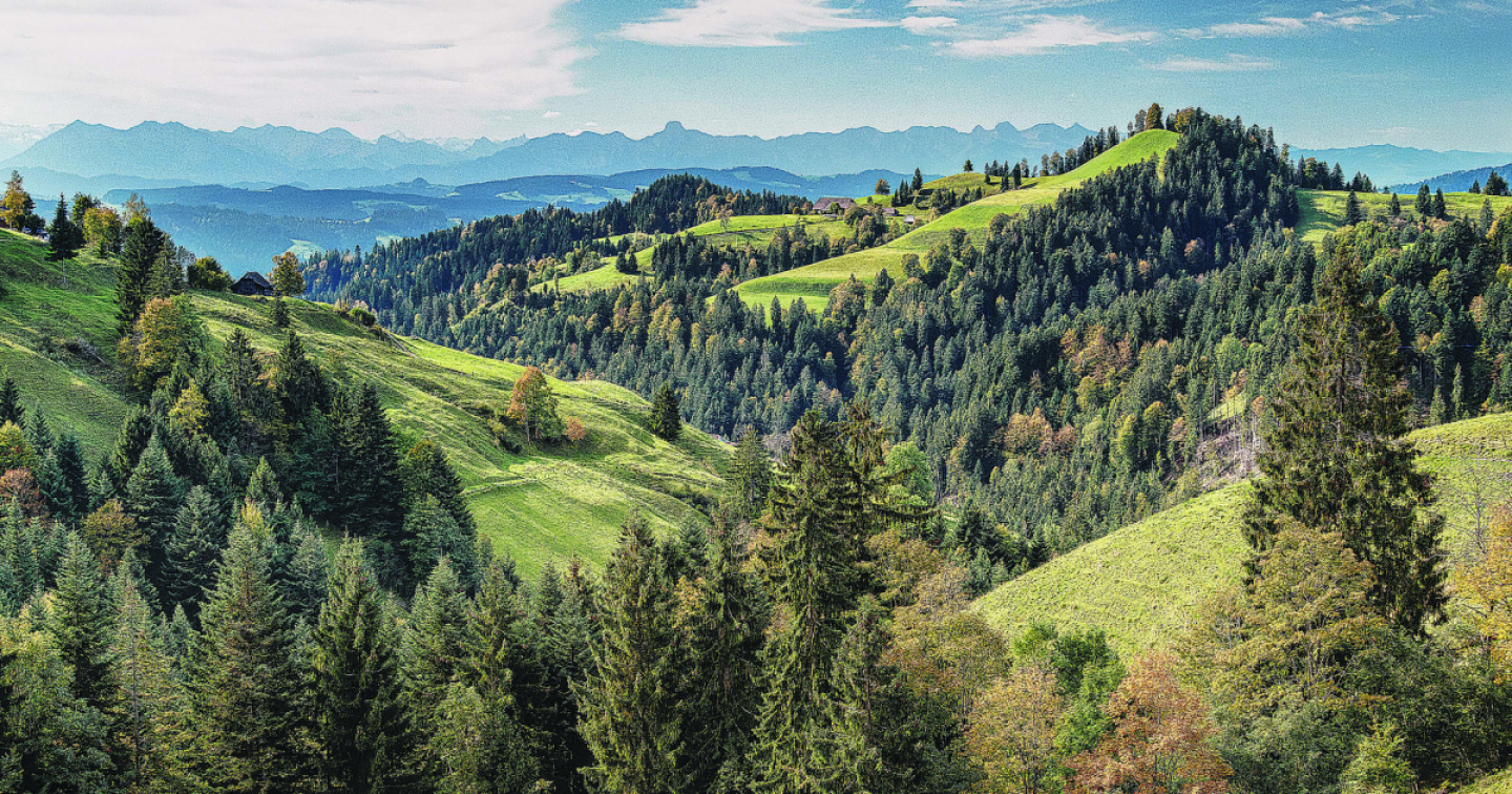Il bosco che cura