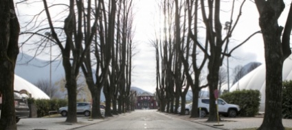 via-lido-a-lugano-e-i-tigli-americani-criticati-dalla-stan