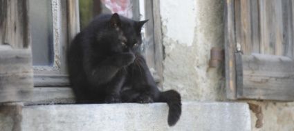 impegno-per-i-gatti-senzatetto