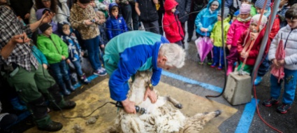 a-stabio-si-tosano-le-pecore-in-piazza