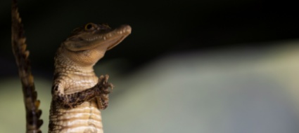un-ragno-mortale-tra-le-banane-e-un-coccodrillo-nella-vasca