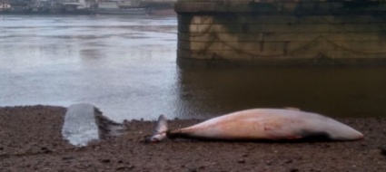 balena-muore-spiaggiata-sul-fiume-tamigi-a-londra