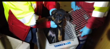 undici-cuccioli-di-cane-salvati-in-dogana-a-chiasso