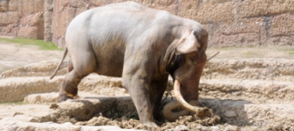 morto-allo-zoo-di-zurigo-l-elefante-maxi-aveva-50-anni