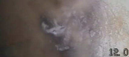 due-gattini-maldestri-si-perdono-sotto-terra-salvati