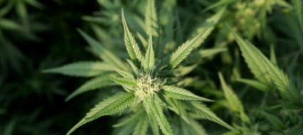 i-negozi-chiudono-in-olanda-si-fa-scorta-di-cannabis
