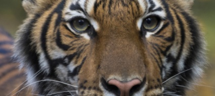 tigre-positiva-al-coronavirus-a-new-york
